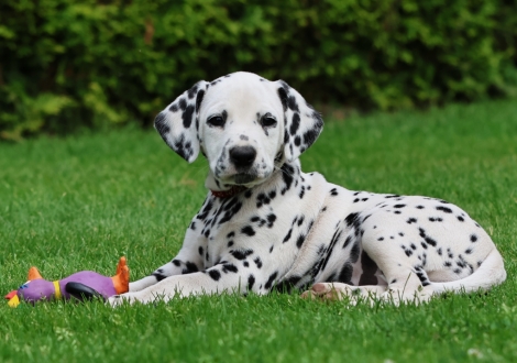 Female | colour white-black (collar red)