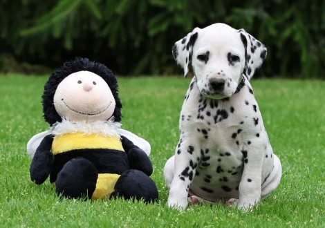 Male | colour white-black (collar black)