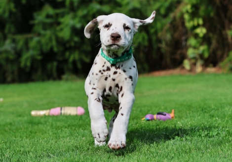 Christi ORMOND Jubilant Janosch - Male | colour white-liver (collar light green)
