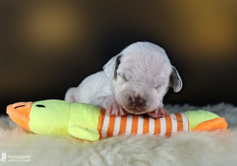 Male | colour white - liver, collar light blue