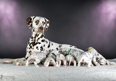 Christi ORMOND Biskaya Bay (called Kaya) with her Christi ORMOND LL - Litter 4th week of life