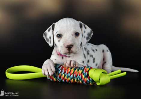 Female | colour white and liver, collar pink