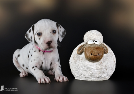 Female | colour white and liver, collar pink