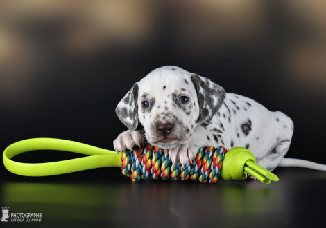 Female | colour white and liver, collar purple