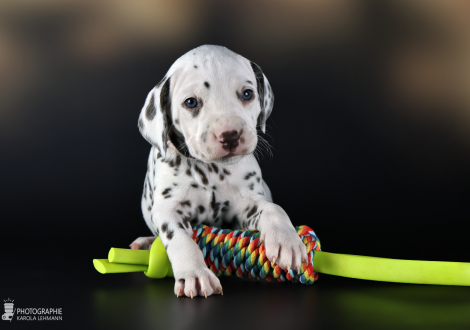 Female | colour white and liver, collar red