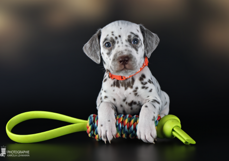 Female | colour white and liver, collar orange