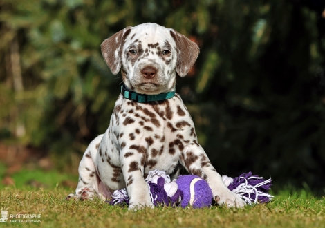 Christi ORMOND Lucky Luke - male | colour white - liver (collar light blue)