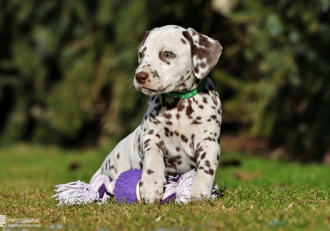 Christi ORMOND Liberty Lincoln - male | colour white - liver (collar dark green)