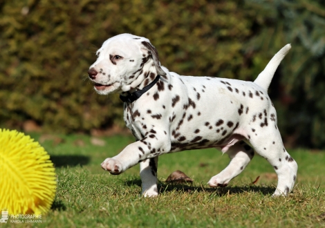 Christi ORMOND Lennox Lewis - male | colour white - liver (collar black)