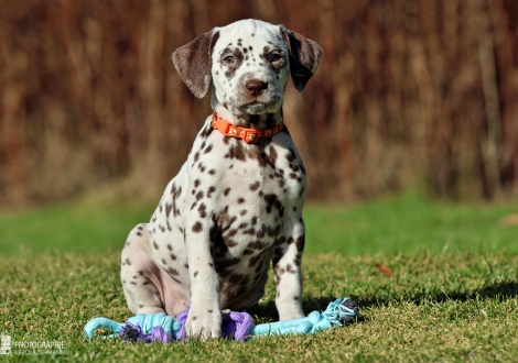 Christi ORMOND La Luna - female | colour white - liver (collar orange)