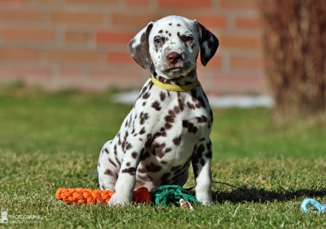 Christi ORMOND Loyal Love - female | colour white - liver (collar yellow)