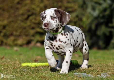 Christi ORMOND Luxury Line - female | colour white - liver (collar light green)