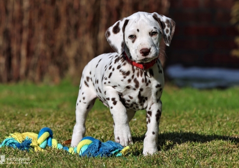 Christi ORMOND Lady Like - female | colour white - liver (collar red)