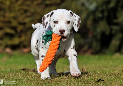 Christi ORMOND Love of my Life - female | colour white - liver (collar pink)