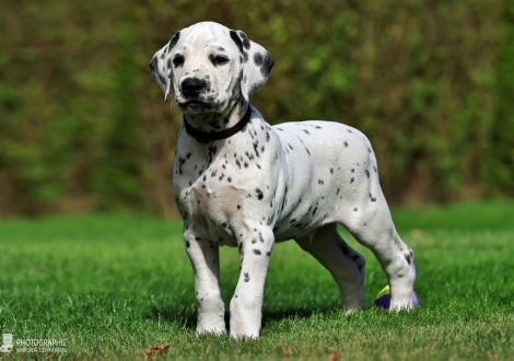 Christi ORMOND Kaptain Kirk - male | colour white - black (collar black)