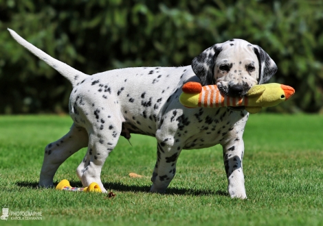 Christi ORMOND Keen Kinsman - male | colour white - black (collar dark green)
