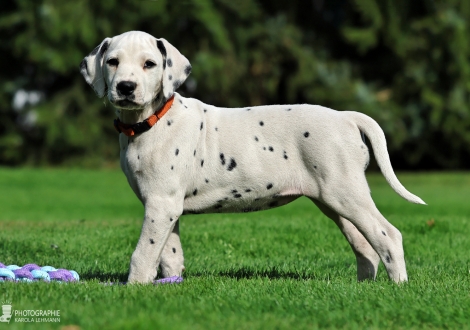 Christi ORMOND Kryo Krystal - female | colour white - black (collar orange)
