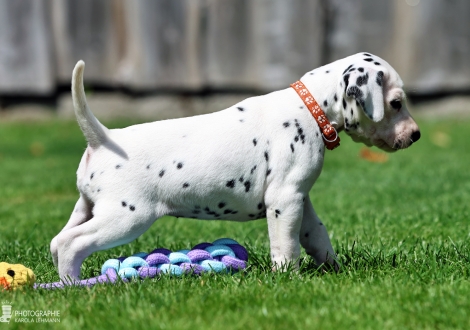 Female | colour white - black, collar orange