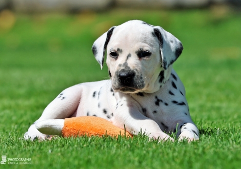 Female | colour white - black, collar red