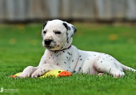 Female | colour white - black, collar purple