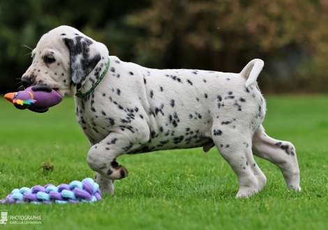 Christi ORMOND Keen Kinsman - male | colour white - black (collar dark green)