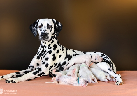 Christi ORMOND Droplet Deluxe (called Auri) with her Christi ORMOND MM - Litter 1st week of life