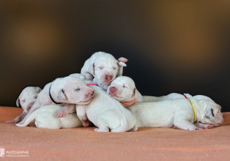 Photo impression Christi ORMOND MM - Litter 1st week of life
