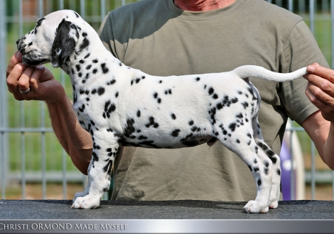 Male | colour white - black, collar light blue