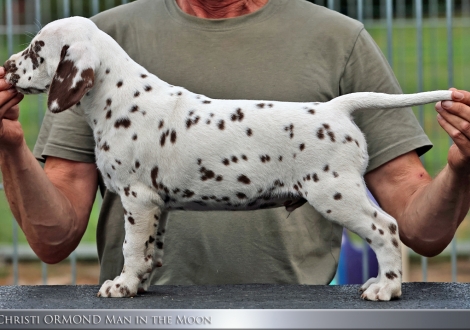 Male | colour white - liver, collar dark blue