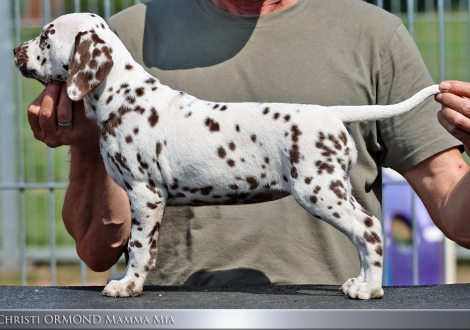 Female | colour white - liver, collar pink