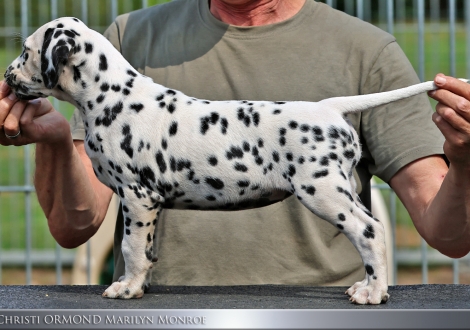 Female | colour white - black, collar red