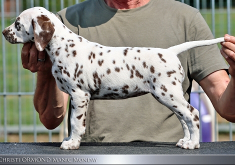 Female | colour white - liver, collar orange