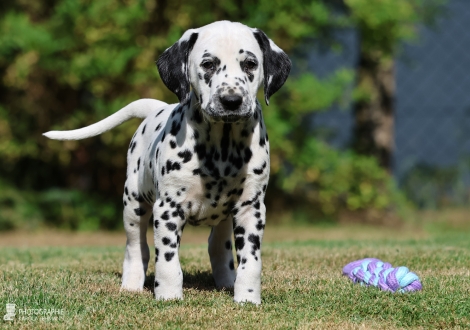 Christi ORMOND Made Myself - male | colour white - black, collar light blue