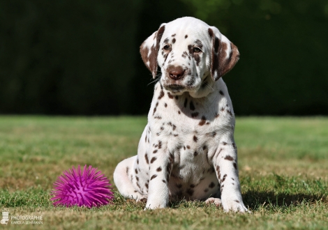 Christi ORMOND Man in the Moon - male | colour white - liver, collar dark blue