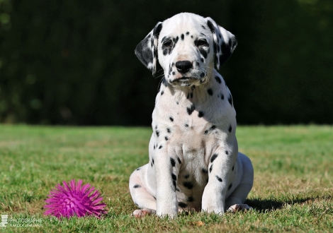 Christi ORMOND Main Mission - male | colour white - black, collar black