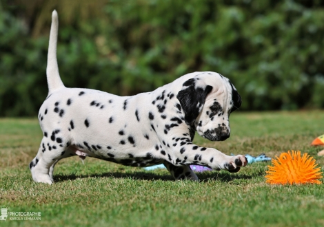 Christi ORMOND Made Myself - male | colour white - black, collar light blue
