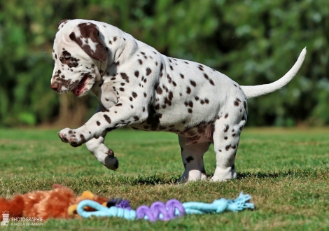 Christi ORMOND Magic Moment - male | colour white - liver, collar green