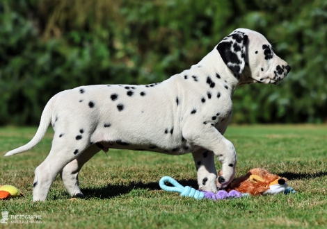 Christi ORMOND Main Mission - male | colour white - black, collar black
