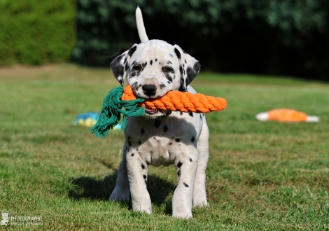 Male | colour white - black, collar black
