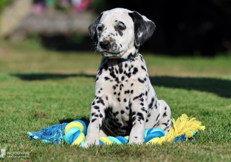 Male | colour white - black, collar light blue