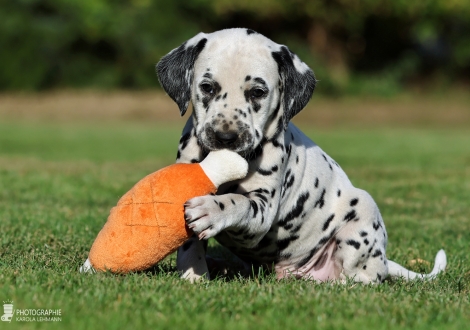 Male | colour white - black, collar light blue