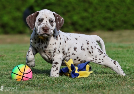 Female | colour white - liver, collar yellow