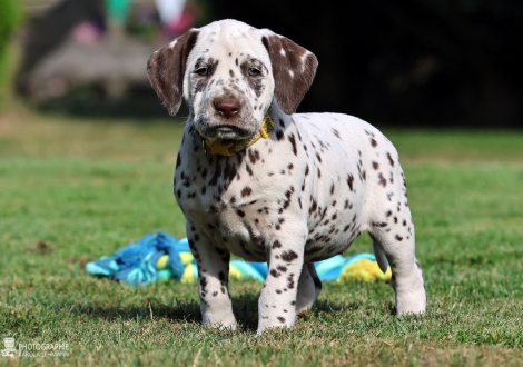 Female | colour white - liver, collar yellow