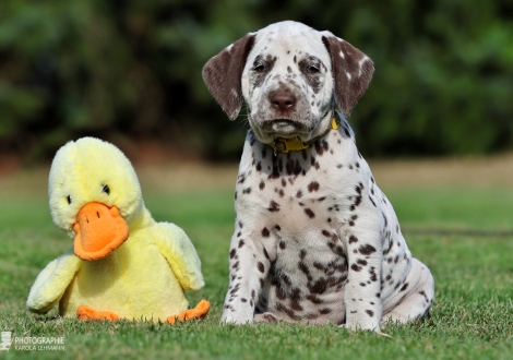 Female | colour white - liver, collar yellow