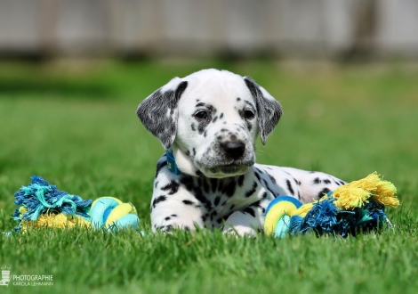 Male | colour white - black, collar light blue
