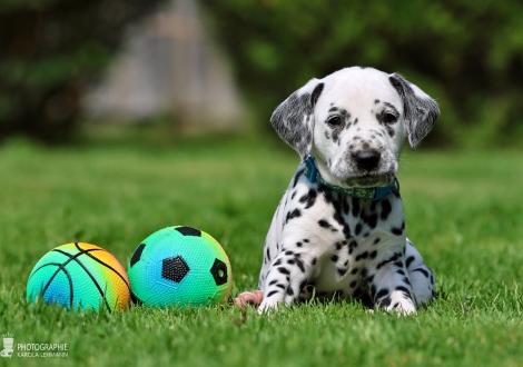 Male | colour white - black, collar light blue