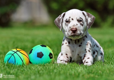 Male | colour white - liver, collar green