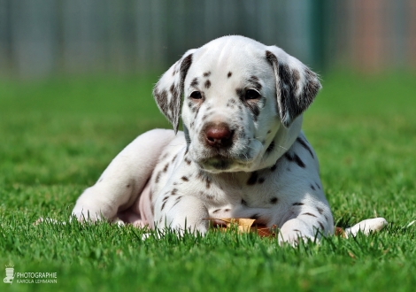 Male | colour white - liver, collar dark blue