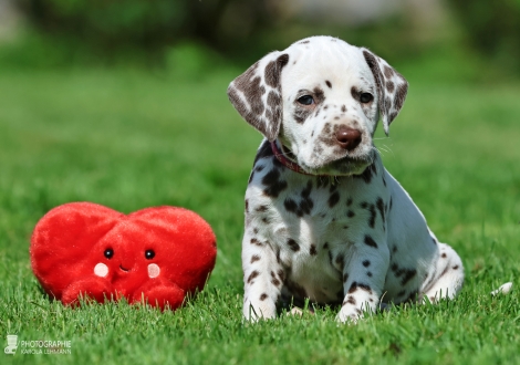 Female | colour white - liver, collar pink