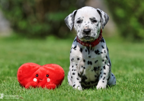 Female | colour white - black, collar red
